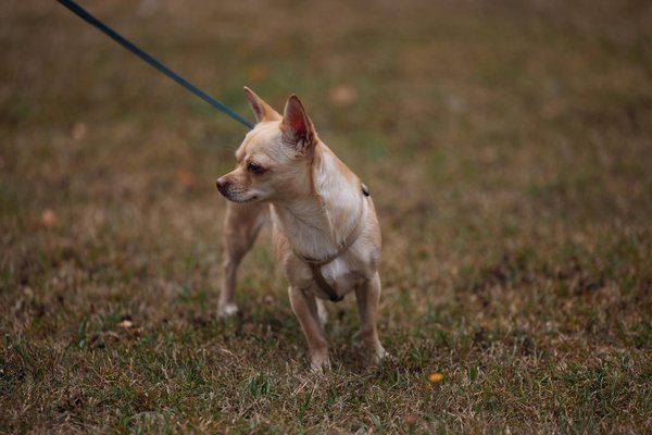 Animaux nocturnes de la faune sauvage : qui sont-ils ?