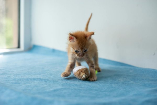 La psychologie du chien de chasse : comprendre son instinct