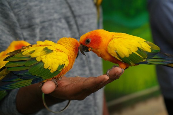 Que faire si votre maison est infestée par les parasites de votre chien