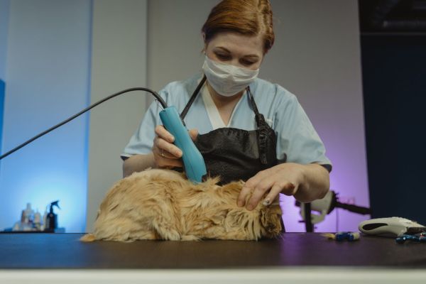 Une tondeuse pour animal adaptée à chaque besoin