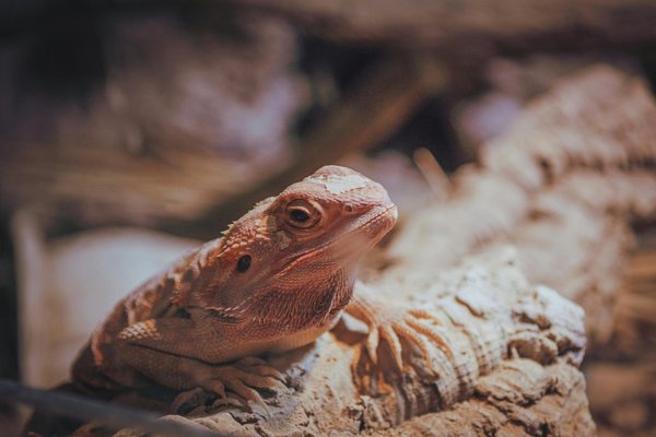 Tout pour vos reptiles : explorez notre animalerie en ligne